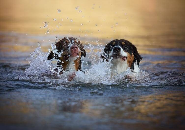 Que faire et visiter avec son chien en Dordogne